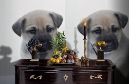 Обои 892413 фото в интерьере гостиной превью