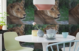 Обои 847406 фото в интерьере кухни превью