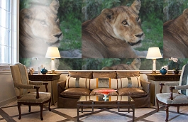 Обои 847406 фото в интерьере кабинета превью