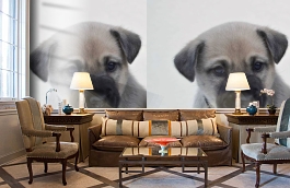 Обои 892413 фото в интерьере кабинета превью