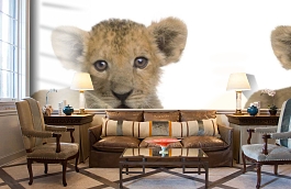 Обои 892451 фото в интерьере кабинета превью