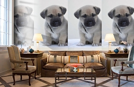 Обои 892406 фото в интерьере кабинета превью