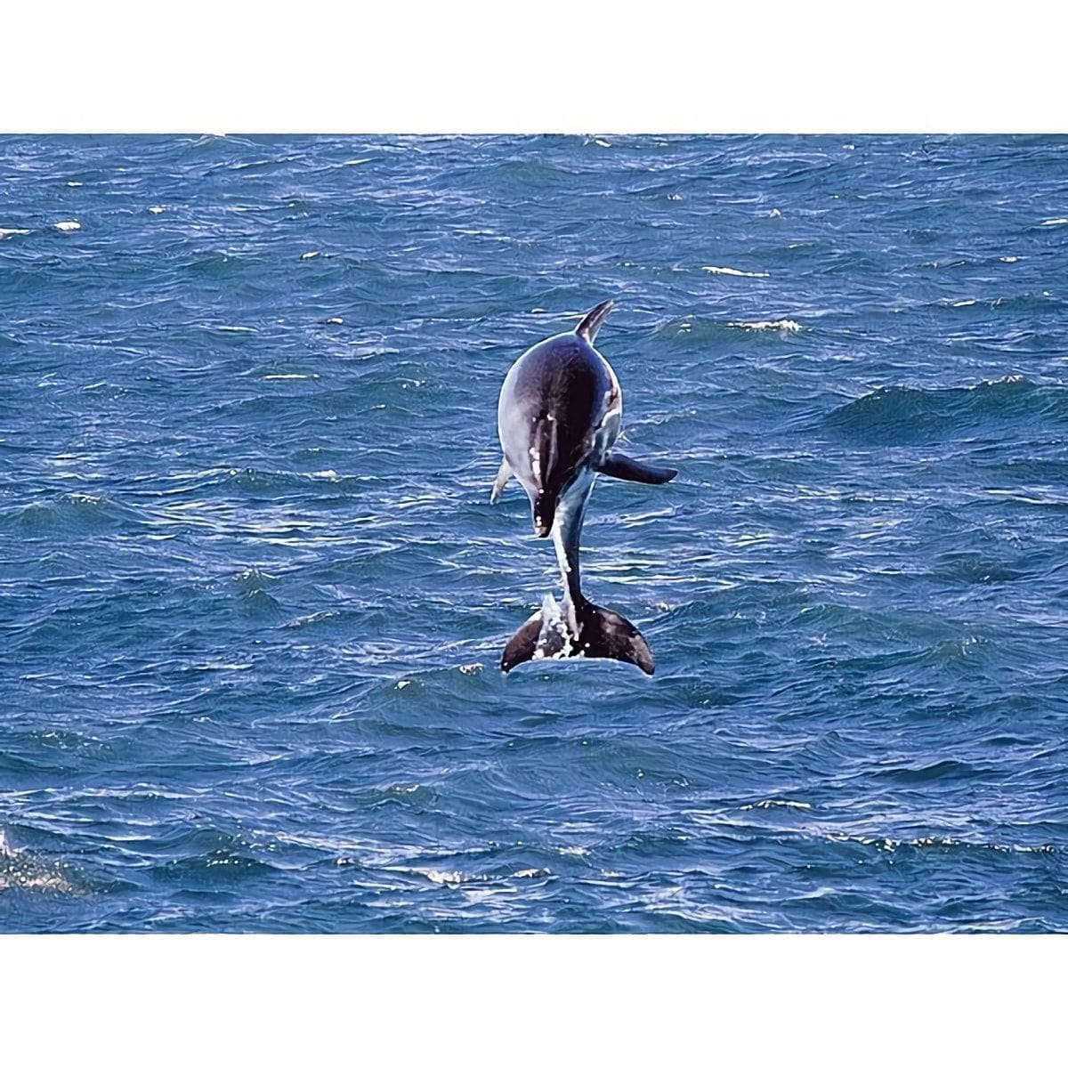 Товар добавлен в корзину