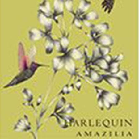 Amazilia Harlequin Amazilia