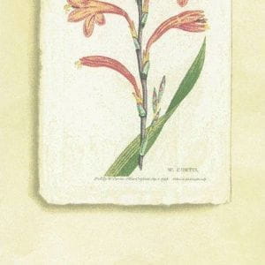 премиум обои желтые в комнату Lewis&Wood Classic Wallpapers Curtisbotanical-Wpcw18969 На фото премиум обои желтые в комнату Lewis&Wood Classic Wallpapers Curtisbotanical-Wpcw18969
