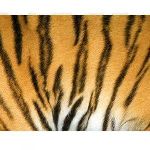 обои желтые в комнату под кожу, шкуры Decoprint Mood MD904008 На фото обои желтые в комнату под кожу, шкуры Decoprint Mood MD904008