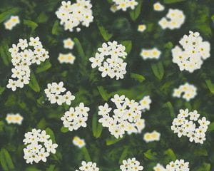 немецкие обои зеленые AS-Creation с птицами Decora Natur 95932-1 На фото немецкие обои зеленые AS-Creation с птицами Decora Natur 95932-1