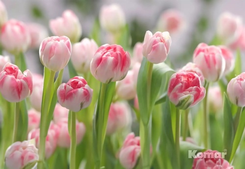 дорогие виниловые обои мультиколор Фотообои распродажа 8-708 На фото дорогие виниловые обои мультиколор Фотообои распродажа 8-708