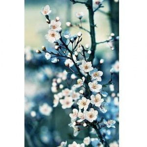 бельгийские флизелиновые полностью обои с цветами  Decoprint Mood MD902015 На фото бельгийские флизелиновые полностью обои с цветами  Decoprint Mood MD902015