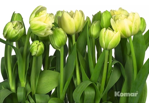 дорогие виниловые обои мультиколор Фотообои распродажа 8-900 На фото дорогие виниловые обои мультиколор Фотообои распродажа 8-900