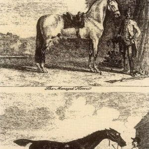 премиум обои желтые в комнату Lewis&Wood Classic Wallpapers Gilpinhorses-Black-Wpcw13 На фото премиум обои желтые в комнату Lewis&Wood Classic Wallpapers Gilpinhorses-Black-Wpcw13