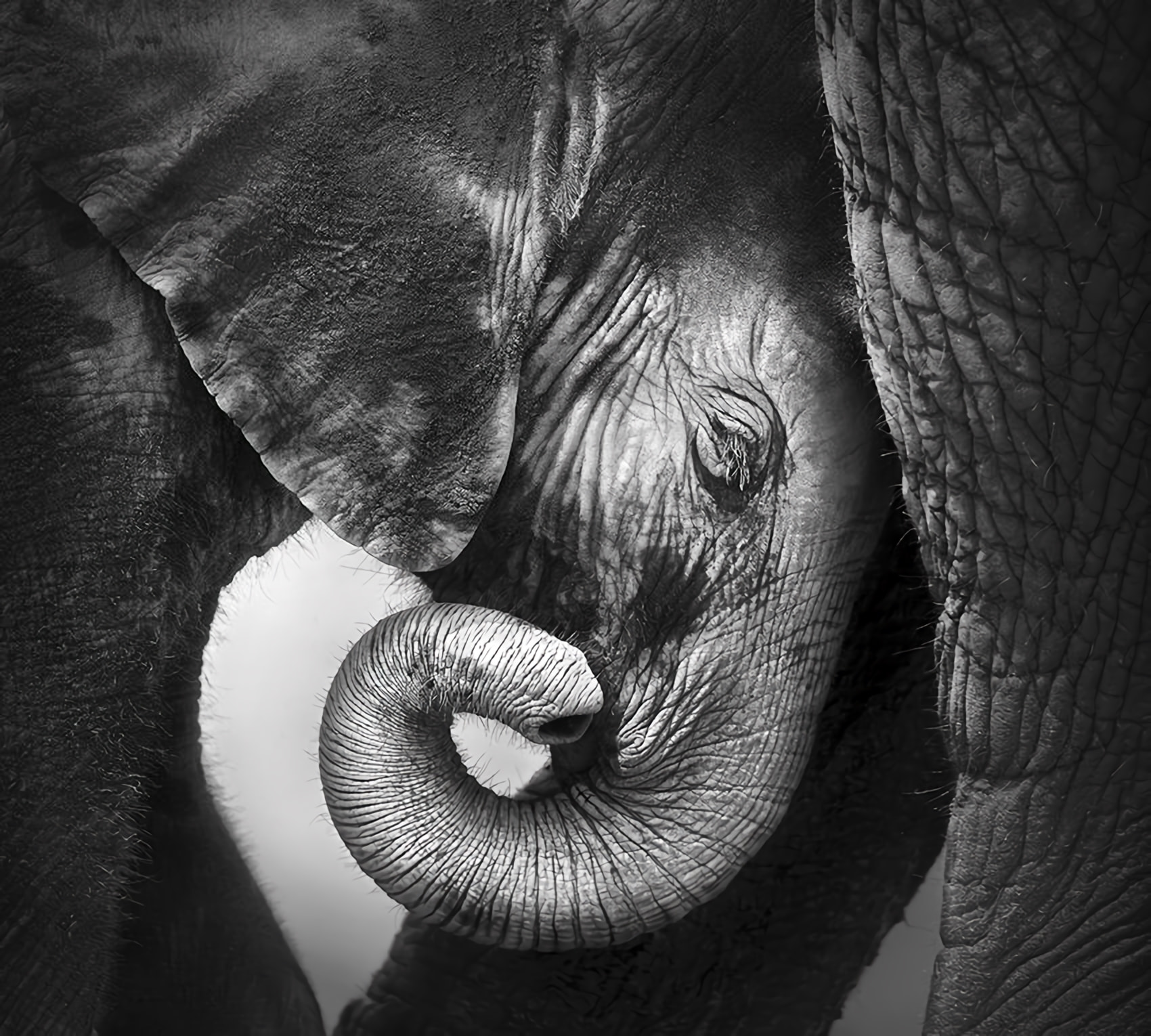 Товар добавлен в корзину